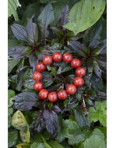 Náramek — Červený korál