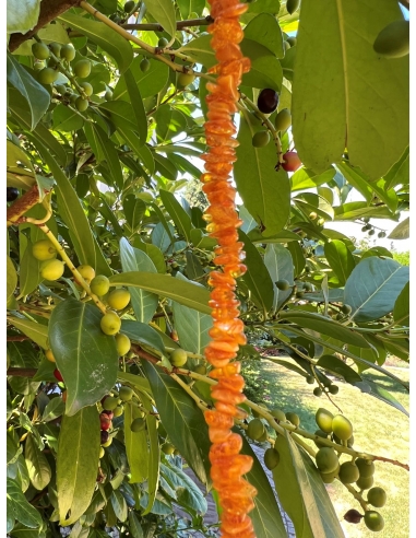 Jantar - náhrdelník