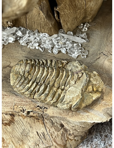 Trilobit - Maroko ( 96 g )