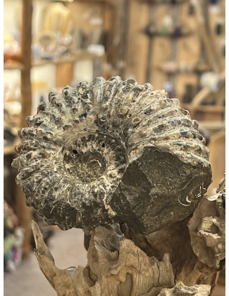 Amonit - tvar traktor Madagaskar ( 521 g )