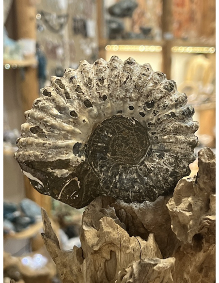 Amonit - tvar traktor Madagaskar ( 521 g )