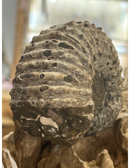 Amonit - tvar traktor Madagaskar ( 521 g )