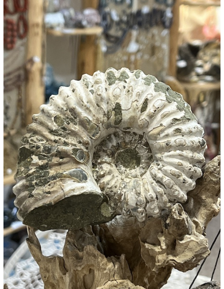 Amonit -  traktor Madagaskar ( 966 g )