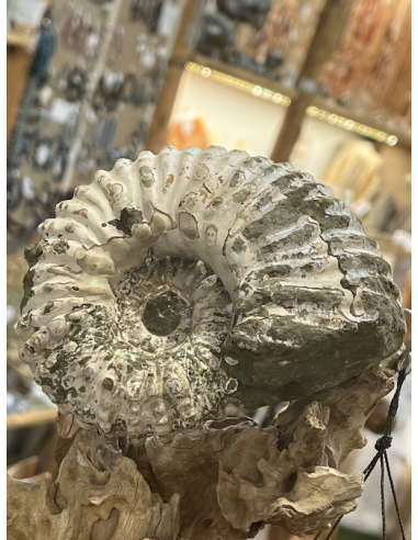 Amonit -  traktor Madagaskar ( 966 g )