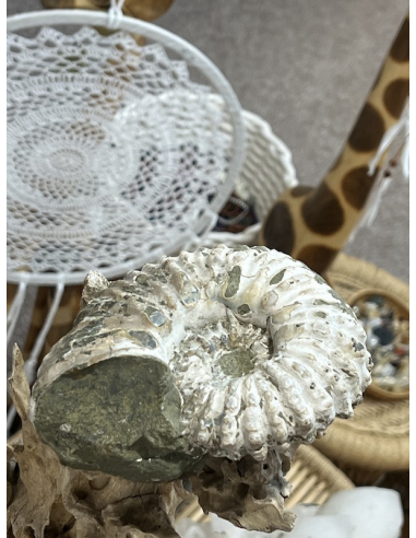 Amonit -  traktor Madagaskar ( 966 g )