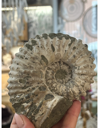 Amonit -  traktor Madagaskar ( 966 g )