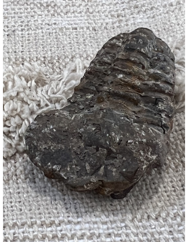 Trilobit - Maroko ( 51,5 g )