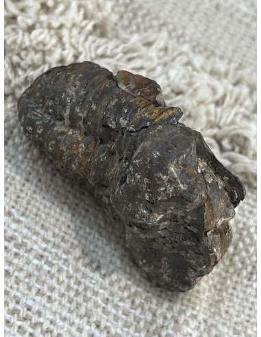 Trilobit - Maroko ( 51,5 g )