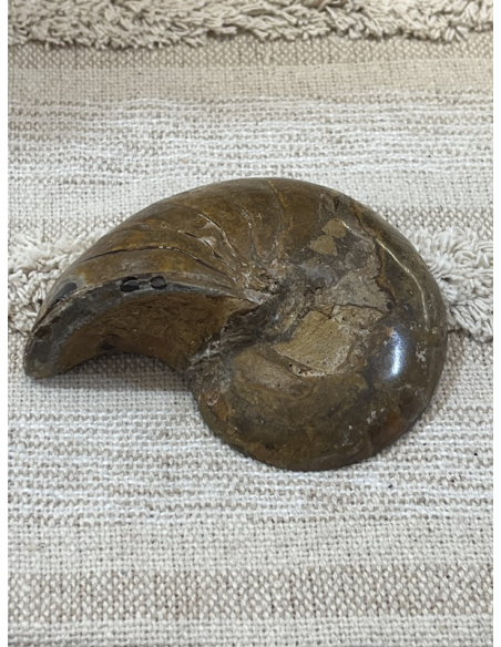 Amonit - Madagaskar ( 342 g )