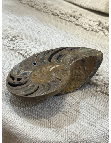 Amonit - Madagaskar ( 342 g )