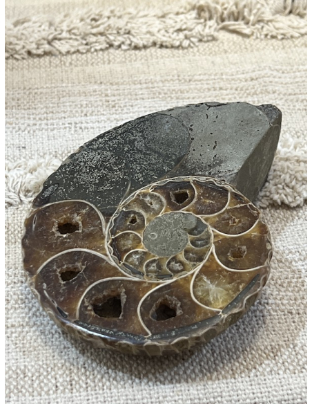 Amonit - Madagaskar ( 397 g )