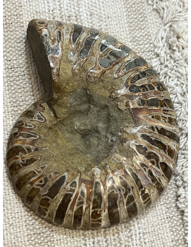 Amonit - Madagaskar ( 397 g )